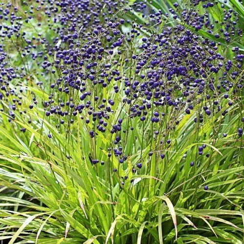 Dianella intermedia, Turutu - Pb6.5