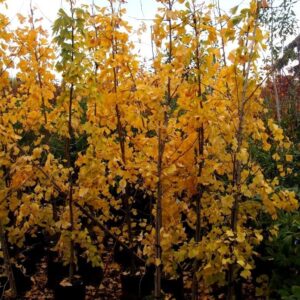 Gingko biloba, Maidenhair - Pb18 (1.4/1.6m)