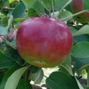 Apple Empire - Pb12