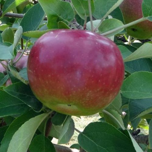Apple Empire - Pb12