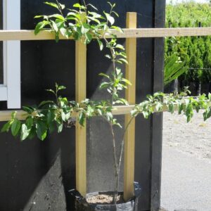 Espalier Frame - kitset