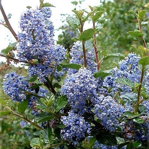 Ceanothus Mountain Haze - 2.5Ltr - Image 2