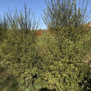 Pittosporum Lighten Up - Pot