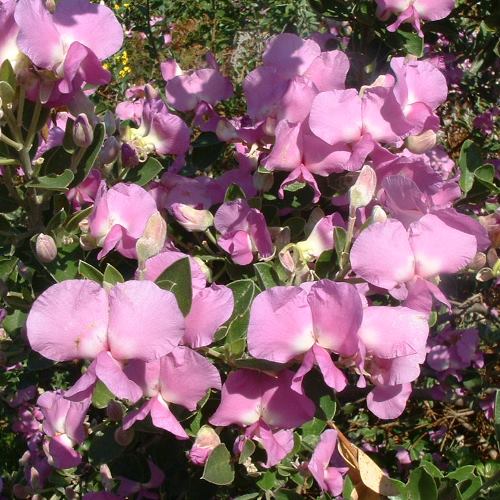 Podalyria calyptrata - Pb6.5 (25/30) - Image 2