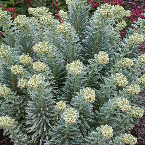 Euphorbia Snow Tips, Variegated Spurge - Pb5/Pb6.5