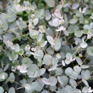 Eucalyptus gunnii, Cider Gum - Pb5/Pb6.5