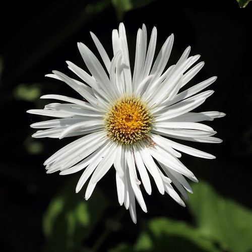 Celmisia mackaui, Akaroa daisy - Pot - Image 2
