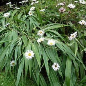 Celmisia mackaui, Akaroa daisy - Pot