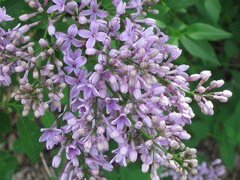 Syringa General Pershing, Lilac - Pb12/Pb18