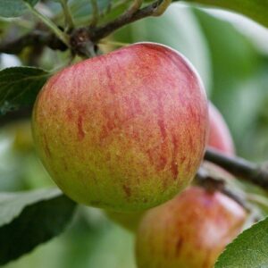 Apple Benoni - Pb12