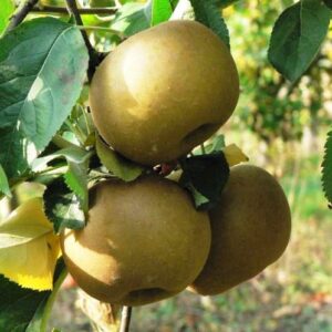 Apple Reinette du Canada - Pb12