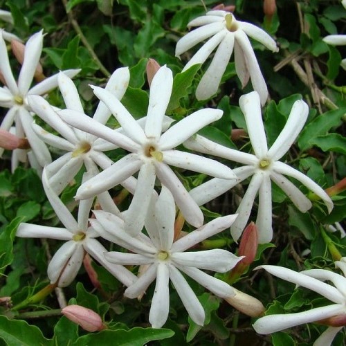 Jasminum azoricum - 2Ltr/2.5Ltr