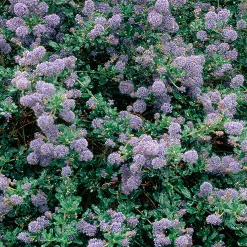 Ceanothus Blue Cushion - 2.5Ltr (10/30) - Image 2