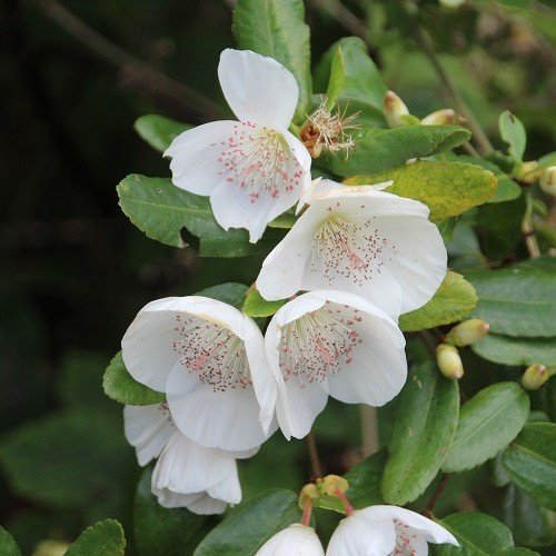 Eucryphia cordifolia, Ulmo - Pb3/Pb6.5 (30/40) - Image 2