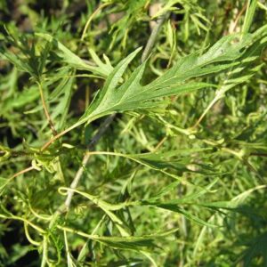 Alnus glutinosa Imperialis, Cut-Leaf Alder - Pb12