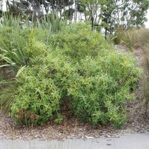 Hebe stricta, Koromiko - Pot (40/60)