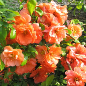 Chaenomeles Early Orange