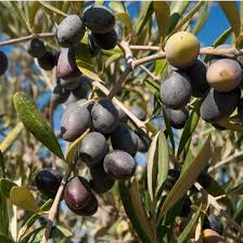 Olive Chemlali