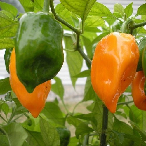 Chilli Habanero - Pot