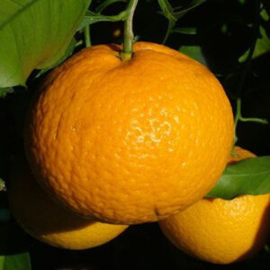 Mandarin Kyomi