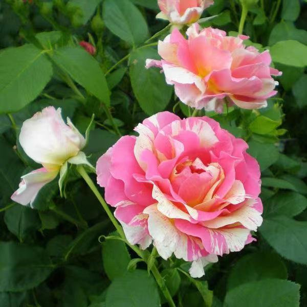 Rose Claude Monet (bush, hybrid tea)