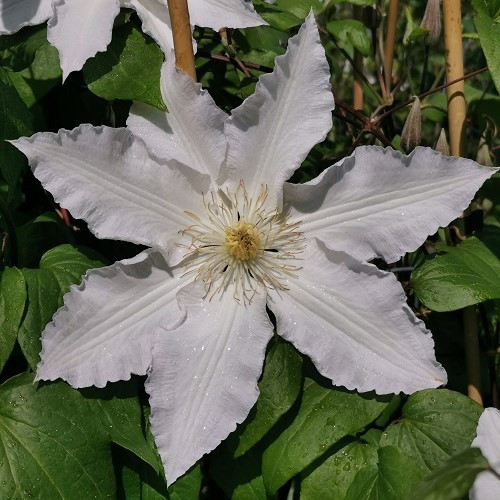 Clematis Gillian Blades - 3.5Ltr - Image 2