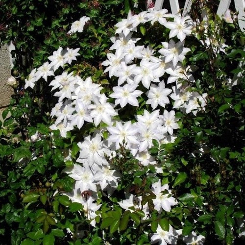 Clematis Gillian Blades - 3.5Ltr
