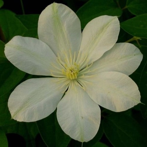 Clematis Guernsey Cream - 3.5Ltr - Image 2