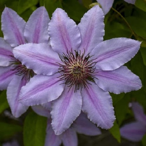 Clematis Nelly Moser - 3.5Ltr - Image 2