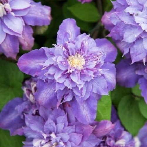 Clematis Vyvyan Pennell - 3.5Ltr - Image 2