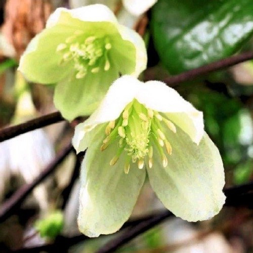 Clematis Wisley Cream - 2.5Ltr - Image 2