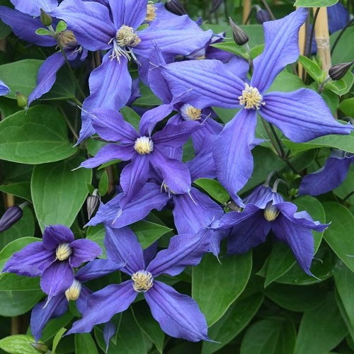 Clematis durandii - 3.5Ltr - Image 2