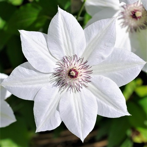 Clematis Henryi - 3.5Ltr - Image 2
