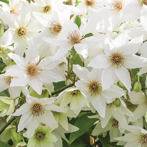 Clematis Purity - 3.5Ltr - Image 2