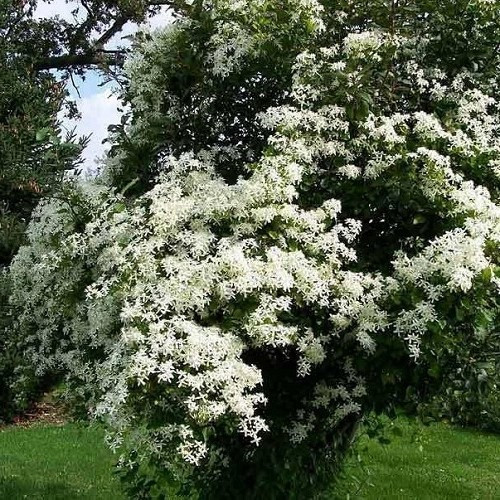 Clematis Purity - 3.5Ltr