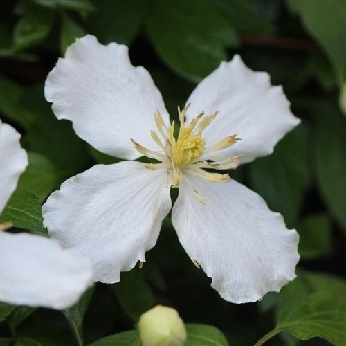 Clematis Snowflake - 2.5Ltr (60/100) - Image 2