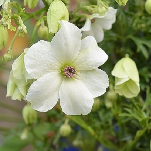 Clematis Sweet Hart - 1.5Ltr/2.4Ltr - Image 2