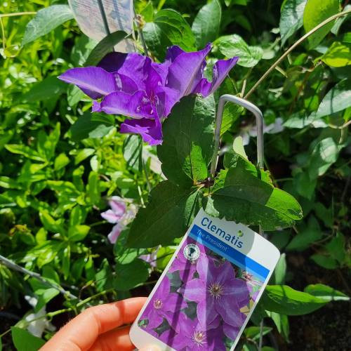 Clematis hybrid The President - Image 2