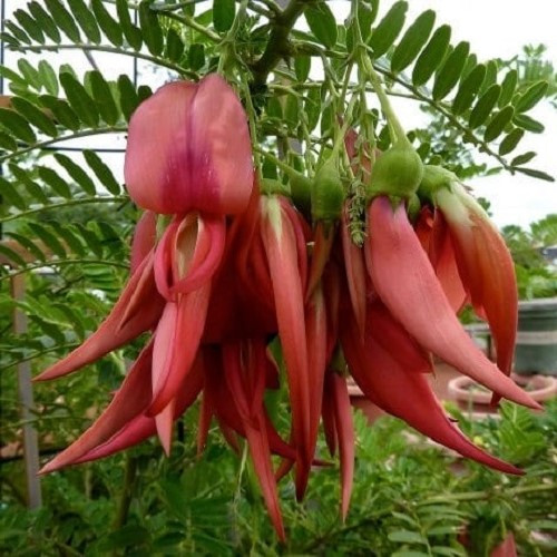 Clianthus puniceus Rosea - 3.3Ltr - Image 2