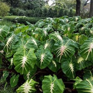 Colocasia White Lava, Elephant Ears - 3.3Ltr