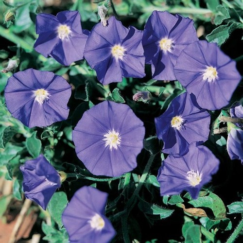 Convolvulus Blue Moon - 2Ltr - Image 2