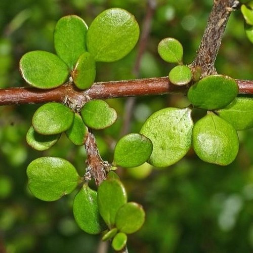 Coprosma crassifolia, Mikimiki - Pot - Image 2