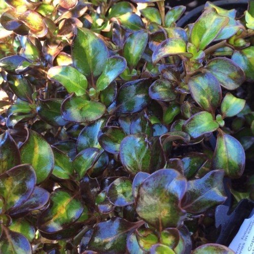 Coprosma Margarita - 2Ltr