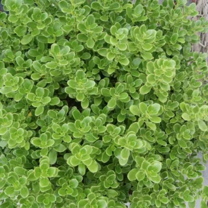 Coprosma Mini Mac