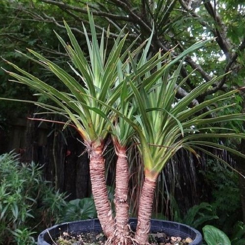 Cordyline australis Karo Kiri - 2Ltr - Image 2