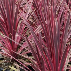 Cordyline x Paso Doble - 2.5Ltr