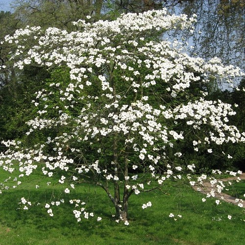 Cornus x Eddies White Wonder - Pb18/Pb28