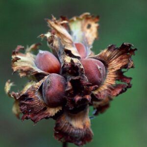 Corylus americana, American Hazel - Pb8 (1/1.5m)