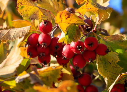 Crataegus pinnatifida, Chinese Hawthorn - Image 3