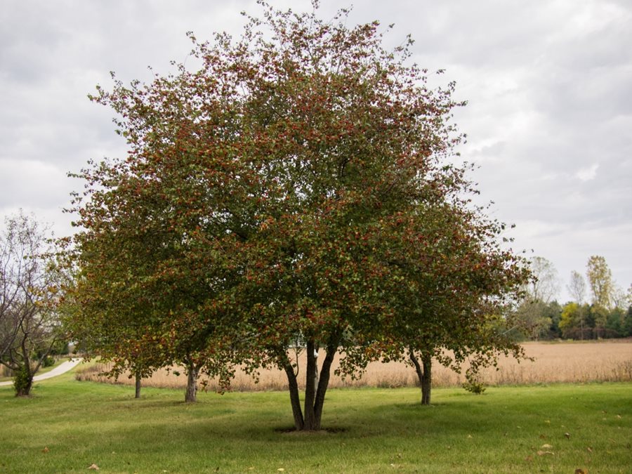 Crataegus pinnatifida, Chinese Hawthorn - Image 2